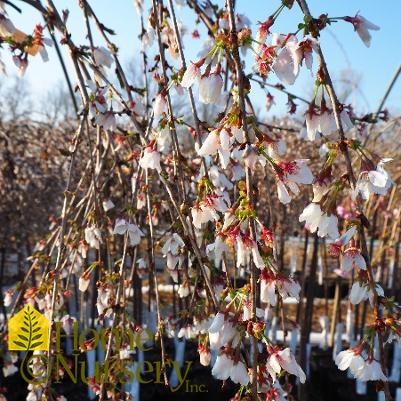 Prunus x Snow Fountains®