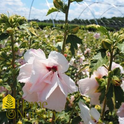 Hibiscus syriacus Sugar Tip®