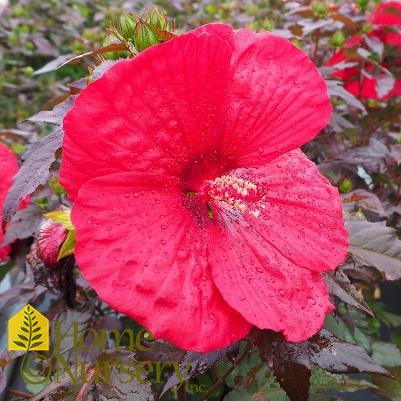 Hibiscus x Summerific® 'Holy Grail'