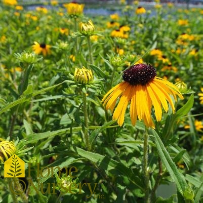 Rudbeckia fulgida 'Viette's Little Suzy'