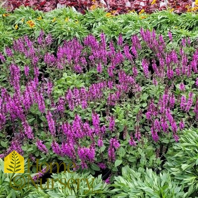 Salvia nemerosa 'Rose Marvel'