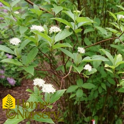 Cornus stolonifera Arctic Fire®