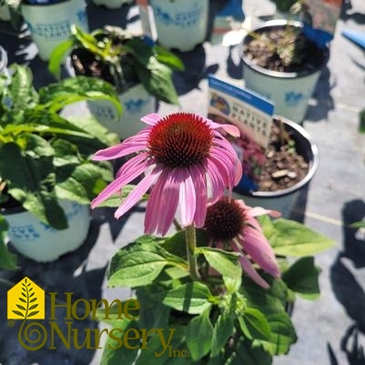 Echinacea purpurea 