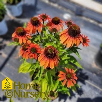 Echinacea Artisan™ Collection Soft Orange