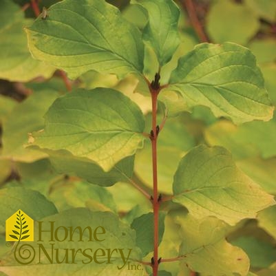 Cornus sanguinea Arctic Sun®