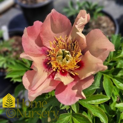 Paeonia x 'Julia Rose'