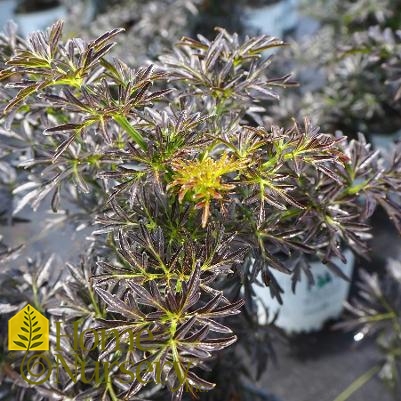 Sambucus nigra Laced Up®