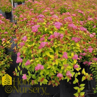 Spiraea japonica 'Magic Carpet'