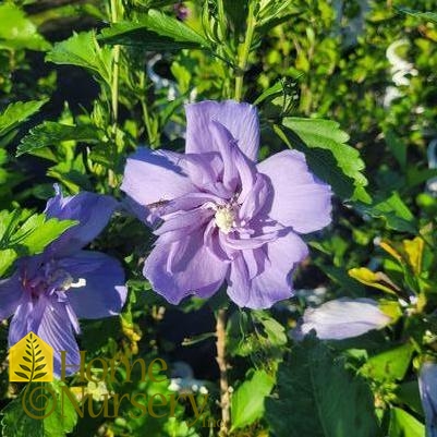 Hibiscus syriacus Blue Chiffon®