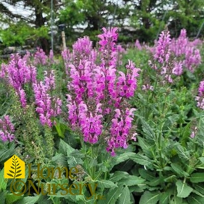 Salvia nemerosa Color Spires® 'Back to the Fuchsia'