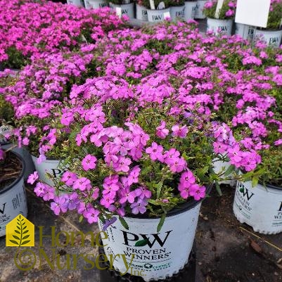 Phlox x 'Purple Sprite'