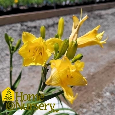 Hemerocallis 'Happy Returns'