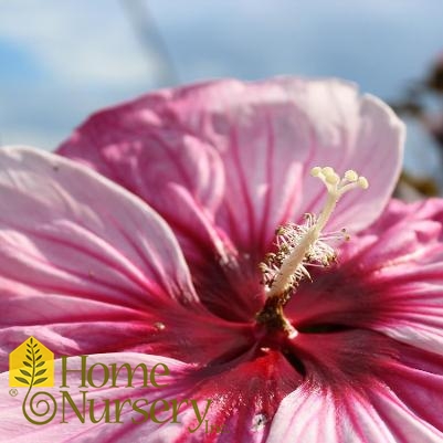 Hibiscus x Summerific® 'Cherry Choco Latte'