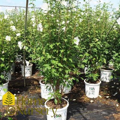 Hibiscus syriacus White Pillar®