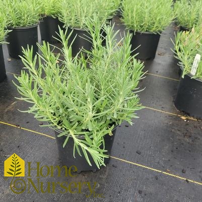 Lavandula angustifolia 'Munstead'