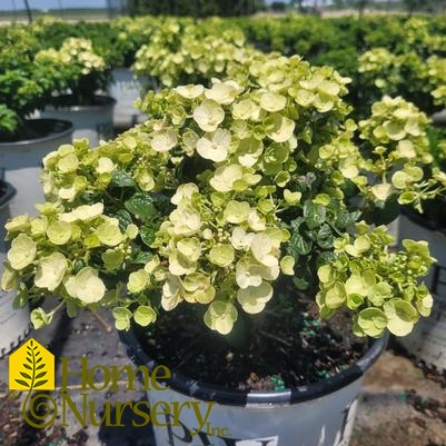 Hydrangea paniculata Tiny Quick Fire™