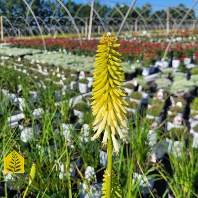 Kniphofia x Pyromania® 'Flashpoint'