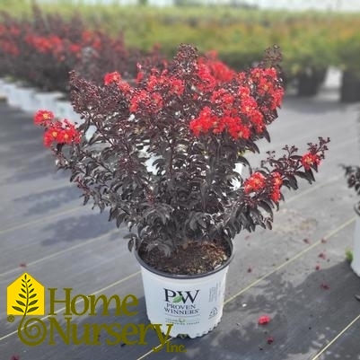 Lagerstroemia x Center Stage®Red