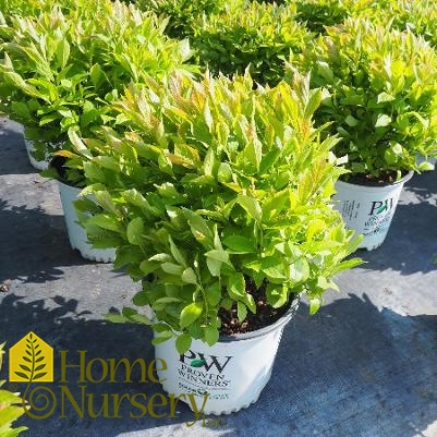 Itea virginica Little Henry®