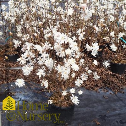 Magnolia stellata 