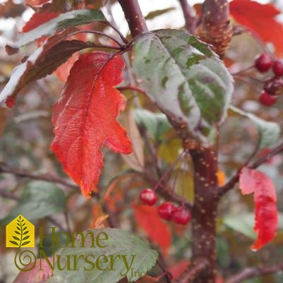 Malus x transitoria Royal Raindrops®