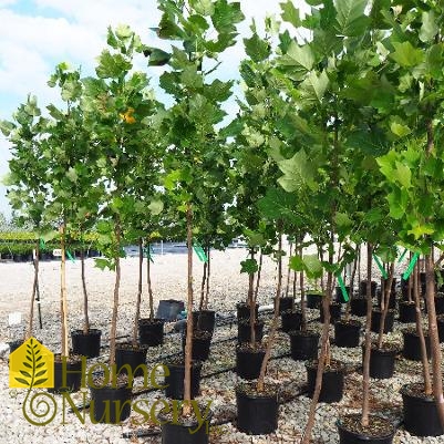 Liriodendron tulipifera Emerald City®