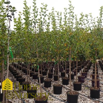 Pyrus communis 'Summercrisp'