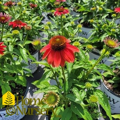 Echinacea x Lakota™ Fire