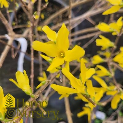 Forsythia x intermedia 'Lynwood Gold'