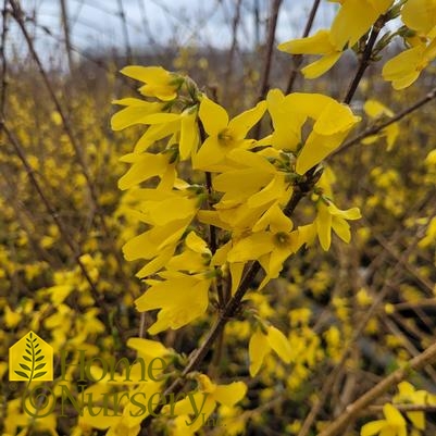 Forsythia x 'Spring Glory'