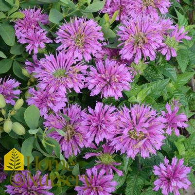 Monarda x Sugar Buzz® 'Lilac Lollipop'