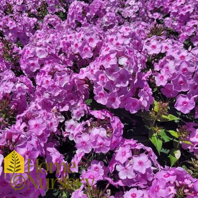 Phlox paniculata Luminary™ 'Opalescence'