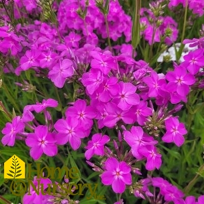 Phlox x 'Opening Act Ultrapink'