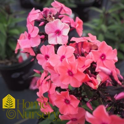 Phlox paniculata Candy Store® Coral Crème Drop™