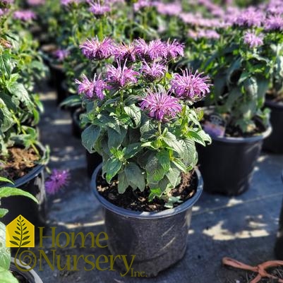 Monarda x Sugar Buzz® 'Blue Moon'