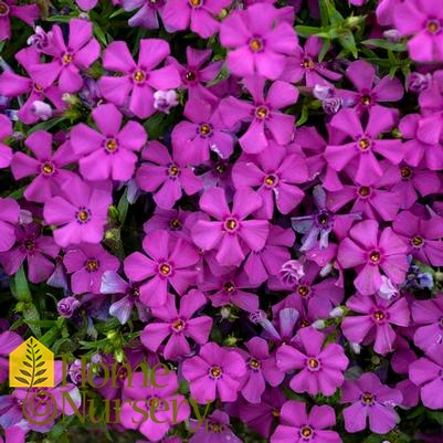 Phlox x Mountainside™ 'Majestic Magenta'