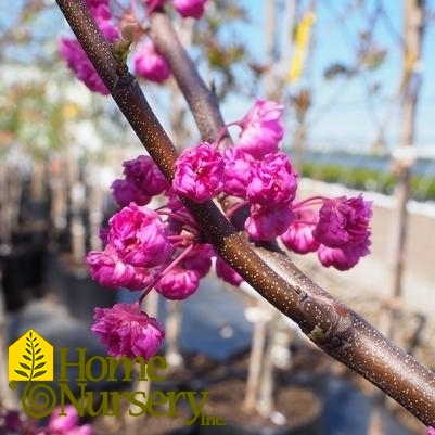 Cercis canadensis 'Pink Pom Poms'