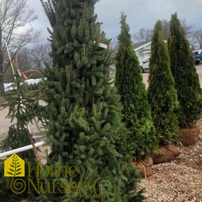 Picea abies 'Cupressina'