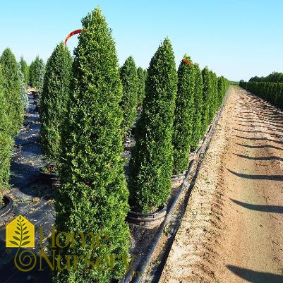 Juniperus chinensis 'Perfecta'