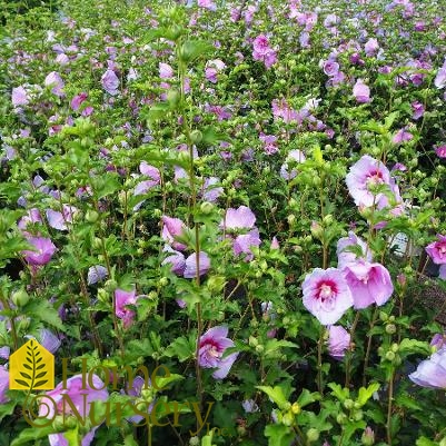 Hibiscus syriacus Lavender Chiffon®