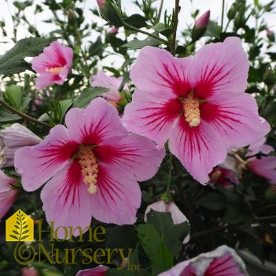 Hibiscus syriacus Orchid Satin®