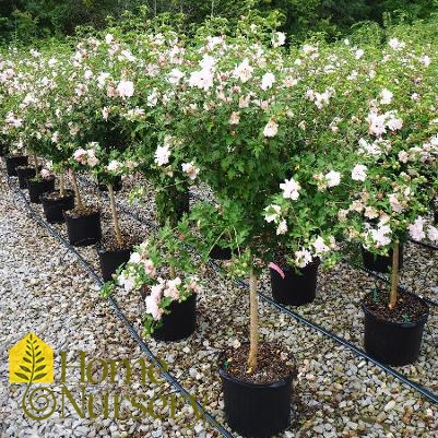 Hibiscus syriacus Pink double tree