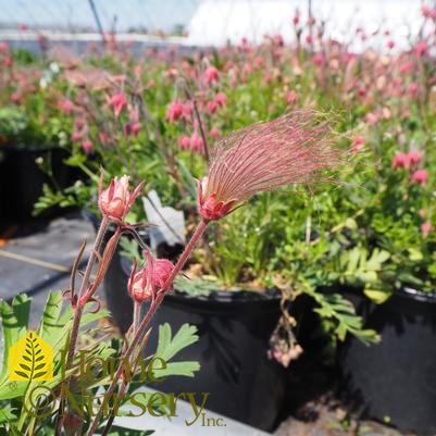 Geum triflorum 