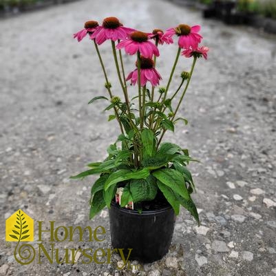 Echinacea purpurea PowWow® 'Wild Berry'