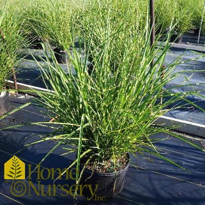 Miscanthus sinensis 'Strictus'