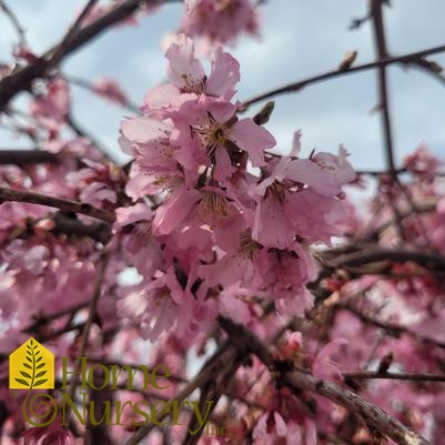 Prunus x Pink Cascade®