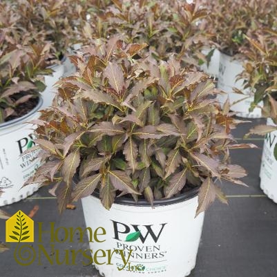 Weigela florida Spilled Wine®