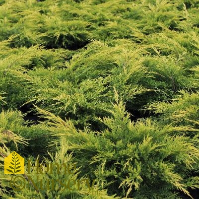 Juniperus chinensis 'Gold Lace'