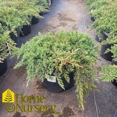 Juniperus procumbens 'Nana'