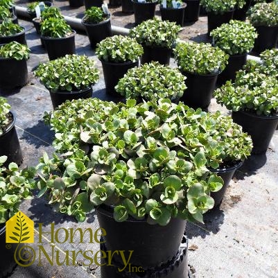 Sedum x Sunsparkler® 'Lime Zinger'